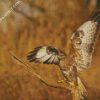 Bird Of Prey Buzzard diamond painting