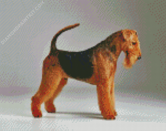 Black And Brown Airedale Terrier diamond painting