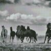 Black And White Horses Flock diamond painting