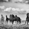 Black And White Horses Flock diamond painting