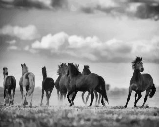 Black And White Horses Flock diamond painting