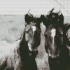 Black And White Brumbies diamond painting