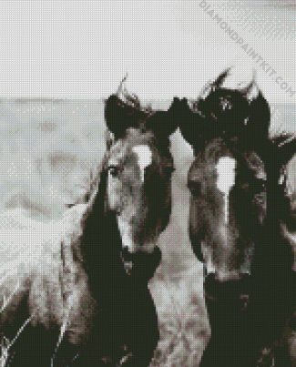 Black And White Brumbies diamond painting