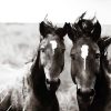 Black And White Brumbies diamond painting