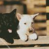 Black And White Scottish Terrier Dogs diamond painting