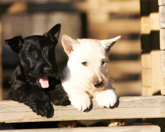 Black And White Scottish Terrier Dogs diamond painting