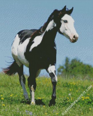 Black And White American Paint Horse diamond painting