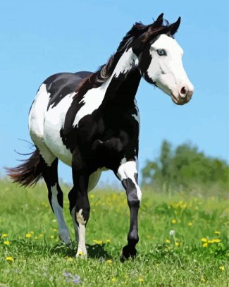 Black And White American Paint Horse diamond painting