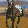 Black Appaloosa Horse diamond painting