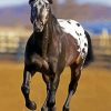 Black Appaloosa Horse diamond painting