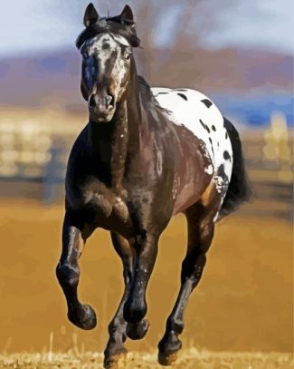 Black Appaloosa Horse diamond painting