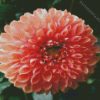 Blooming Dahlia diamond painting