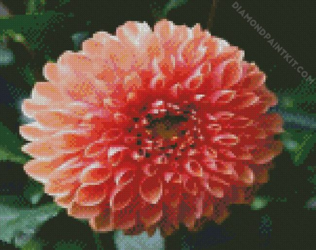 Blooming Dahlia diamond painting