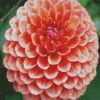 Blooming Dahlia Flower diamond painting