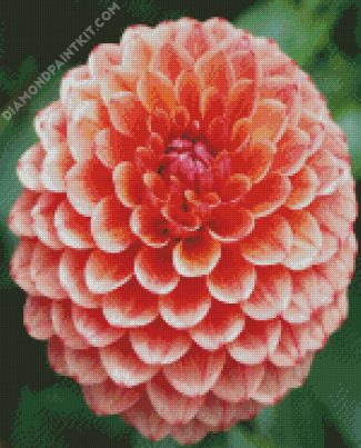 Blooming Dahlia Flower diamond painting