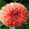 Blooming Dahlia diamond painting