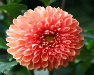 Blooming Dahlia diamond painting