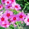 Blooming Phlox Plant diamond painting