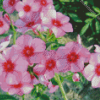 Blooming Phlox Plant diamond painting