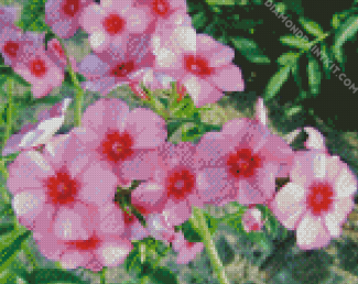 Blooming Phlox Plant diamond painting