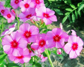 Blooming Phlox Plant diamond painting