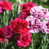 Blooming Carnations Flowers diamond painting