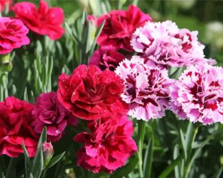 Blooming Carnations Flowers diamond painting