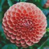 Blooming Orange Dahlia diamond painting