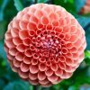 Blooming Orange Dahlia diamond painting