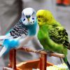 Blue And Green Parakeet Budgerigars diamond painting