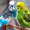 Blue And Green Parakeets diamond painting