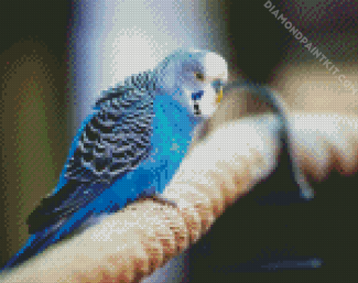 Blue parakeet Bird diamond painting