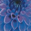 Blue Dahlia diamond painting