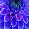 Blue Dahlia diamond painting