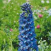 Blue Delphiniums diamond painting