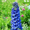 Blue Delphiniums diamond painting