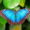 Blue Morpho Butterfly diamond painting