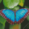 Blue Morpho Butterfly diamond painting