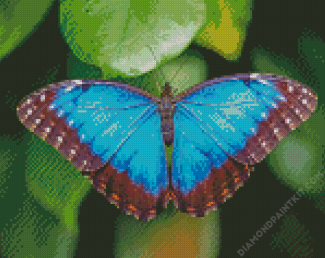 Blue Morpho Butterfly diamond painting