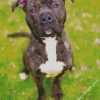 Brindle Pitbull Dog diamond painting