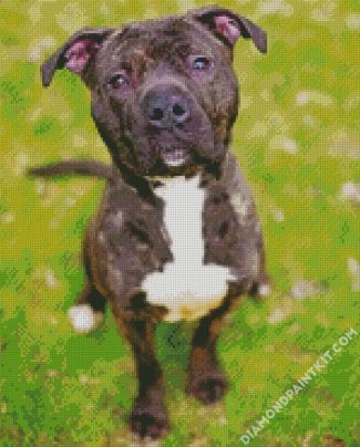 Brindle Pitbull Dog diamond painting