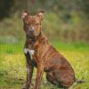 Brindle Pitbull Sitting diamond painting