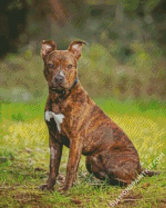 Brindle Pitbull Sitting diamond painting