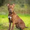 Brindle Pitbull Sitting diamond painting