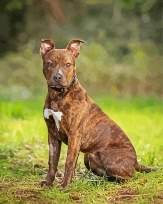 Brindle Pitbull Sitting diamond painting