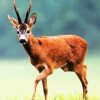 Brown Chamois diamond painting