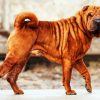 Brown Shar Pei Dog diamond painting