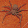 Brown Spider Insect diamond painting