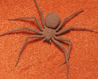 Brown Spider Insect diamond painting