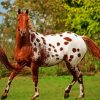 Brown Appaloosa Horse diamond painting